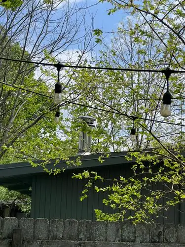 Spring's vibrant new greens meet overhead string lights.